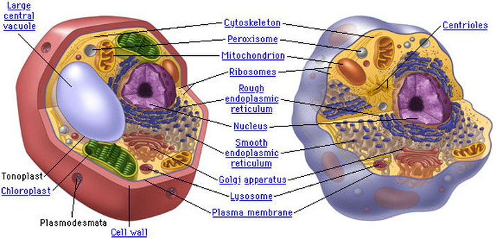 Plant vs. Animal Cells - Cell Organelles