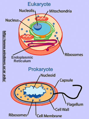 Prokaryotic vs. Eukaryotic Cells - Cell Organelles